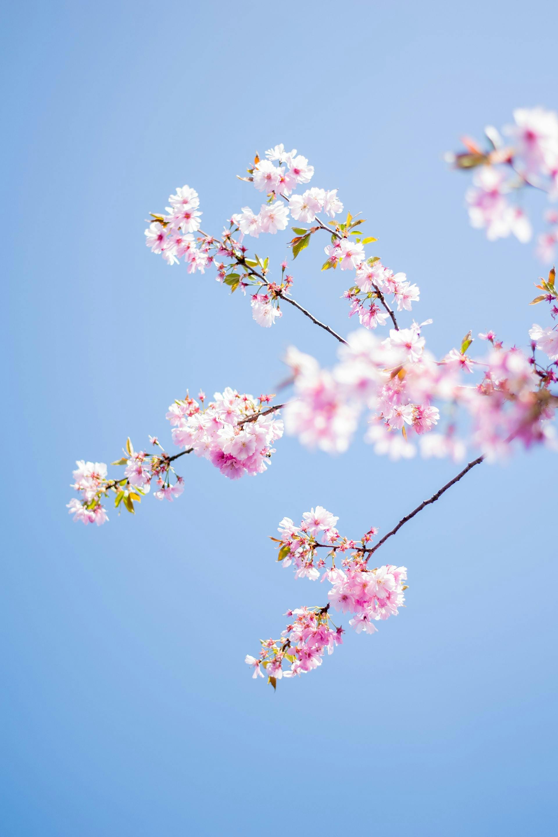 cherry blossom branches at an upward angle into a beautiful blue sky