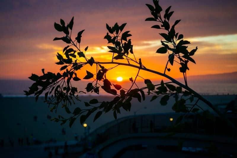 A leafy branch silhouetted against a warm orange sky above a beach at low sun