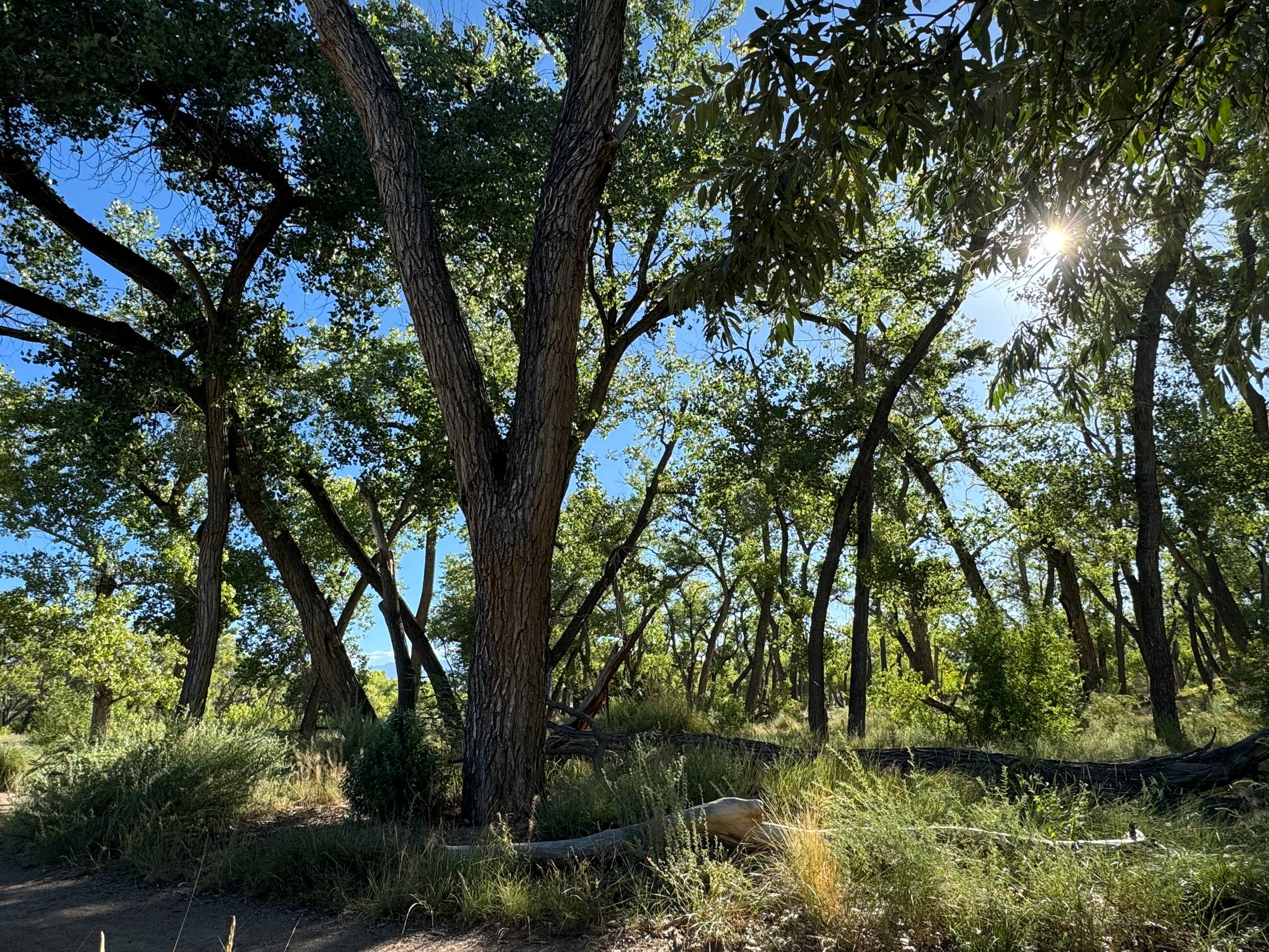 A sunlit forest scene with tall trees featuring textured bark and lush green leaves. Sunlight filters through the canopy, casting dappled shadows on the ground, which is covered with grass and shrubs. The blue sky is visible through gaps in the foliage.
