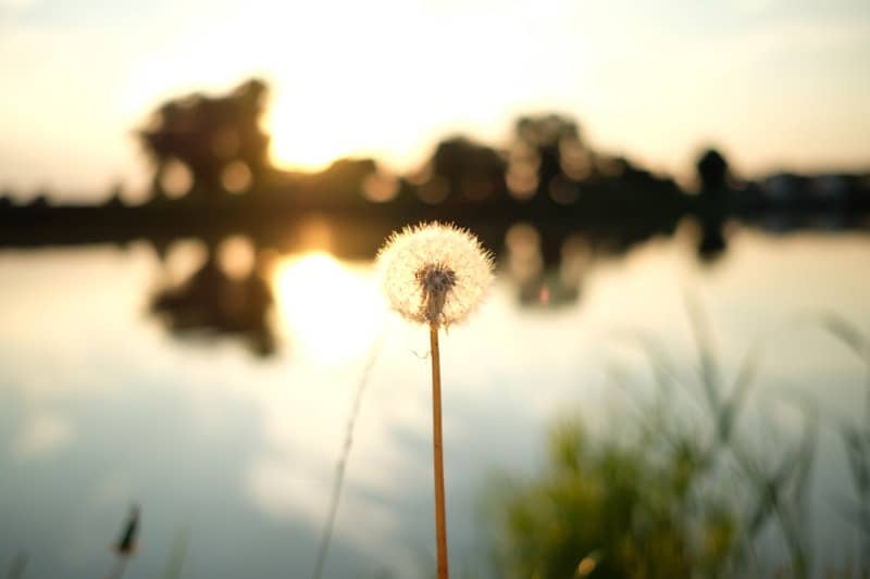 Close-up of a dandelion puff in focus against a blurred background of a lake and trees at sunset, with warm golden light reflecting on the water.