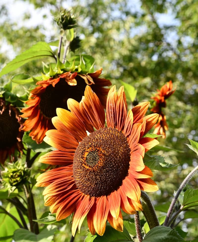 A vibrant orange sunflower in a garden with green foliage in the background