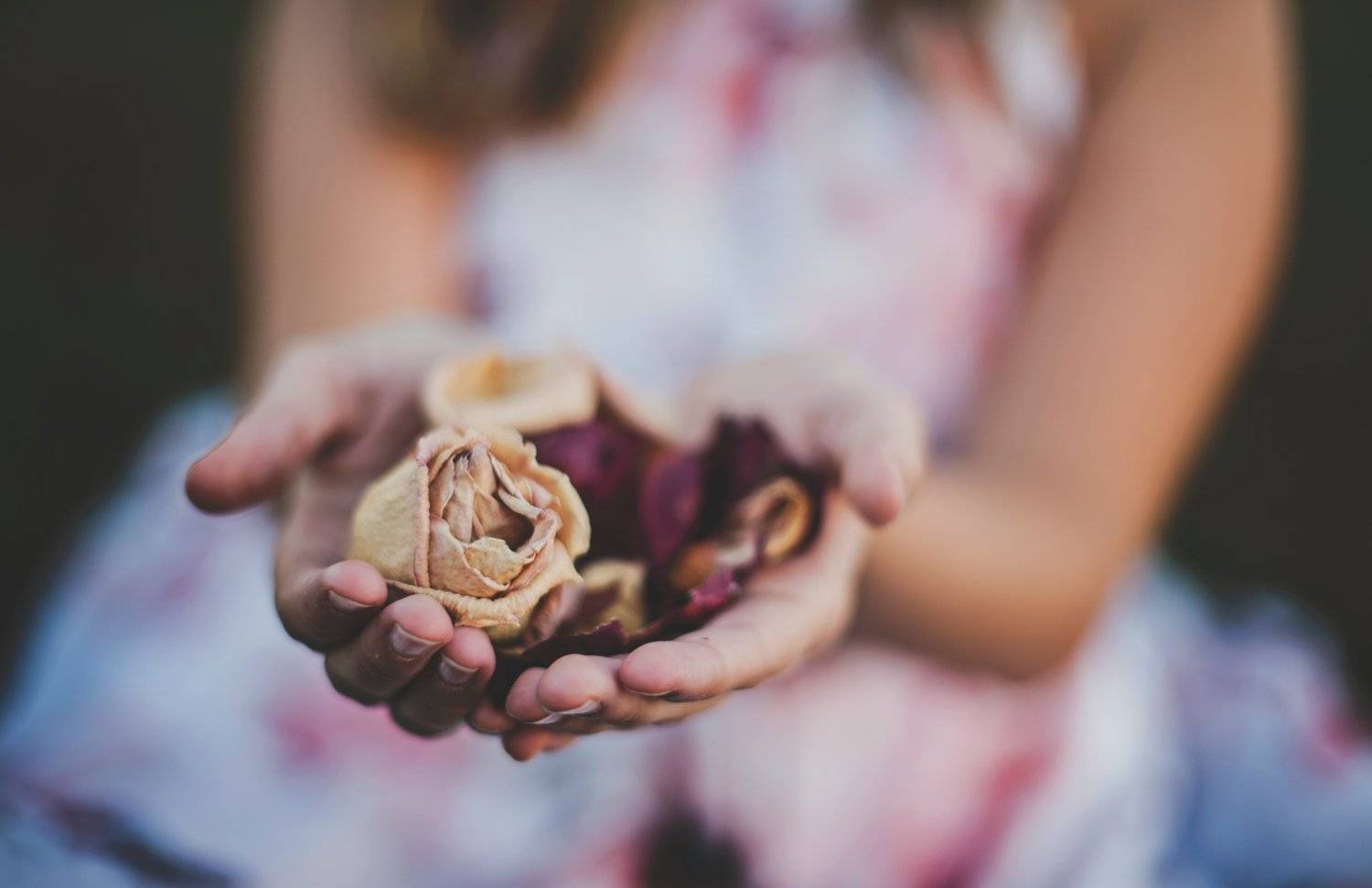 A pair of hands holding dried, delicate flower petals in shades of cream and deep pink. The person is wearing a blurred floral dress, adding a soft and serene mood to the image.