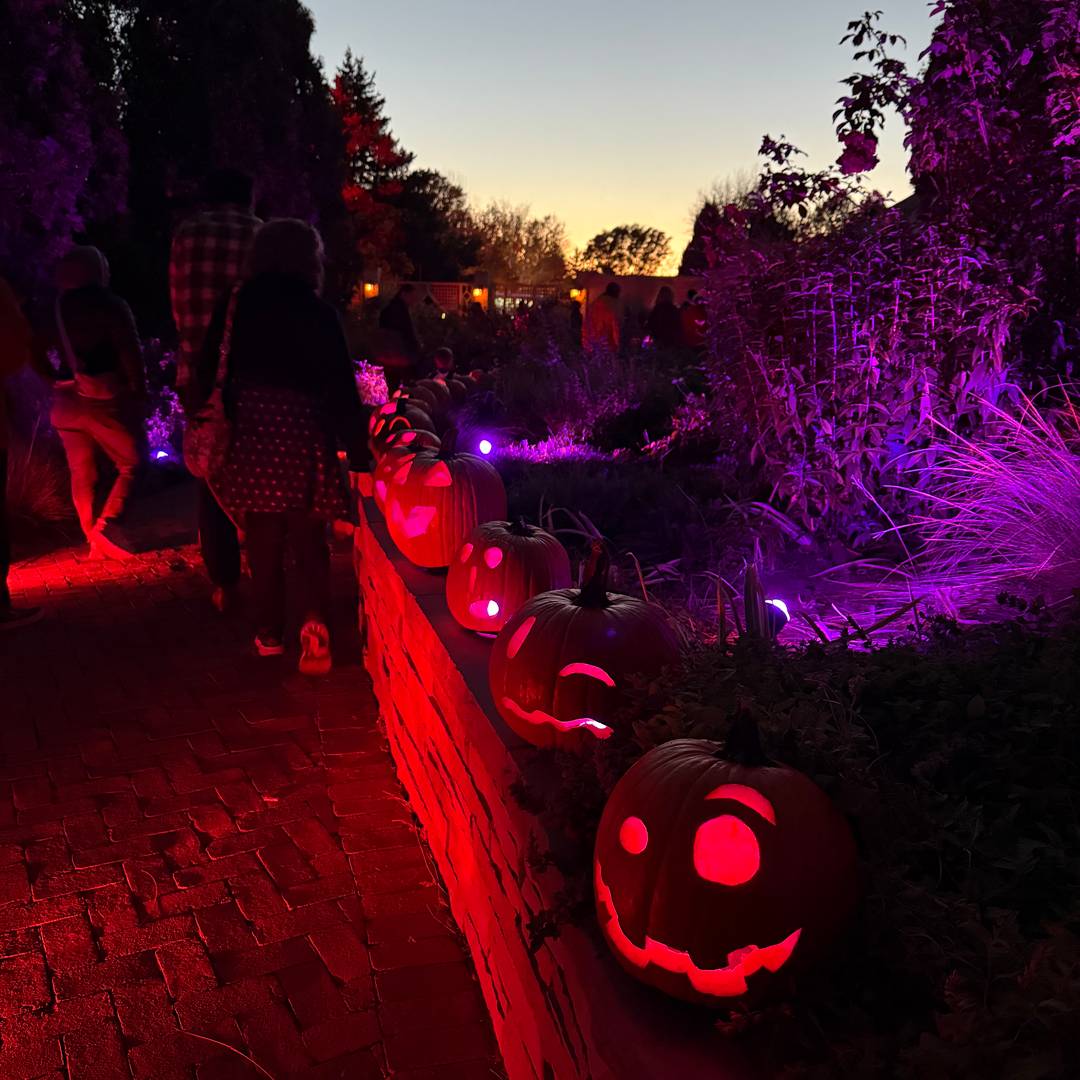 A glowing path lined with carved jack-o’-lanterns at dusk, with visitors walking through a garden illuminated by red and purple Halloween lights.