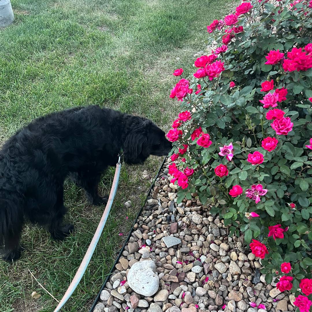 A black dog on a leash stands in the grass and sniffs a bright pink rose bush beside a rock border.