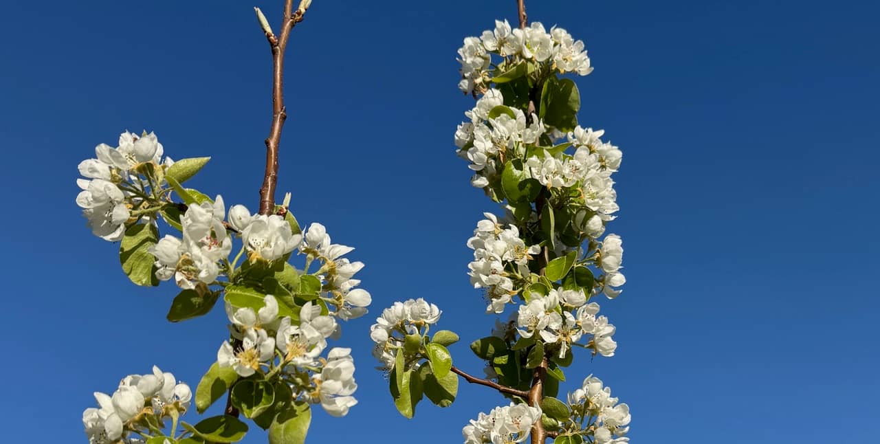 Pear blossom in Guy's garden