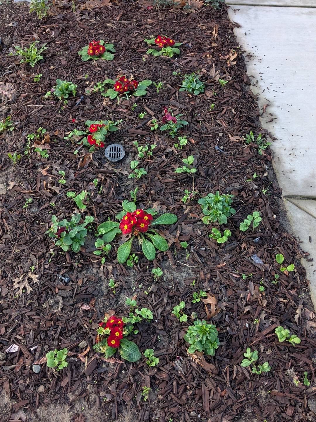 Baby ranunculu plants coming up from mulch.