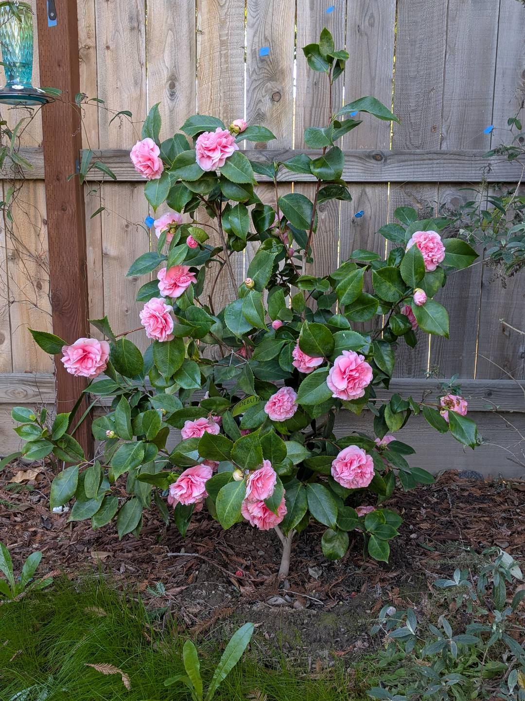 A blooming pink camellia bush.