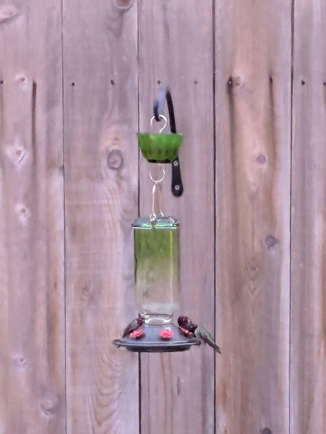 Three hummingbirds at a feeder