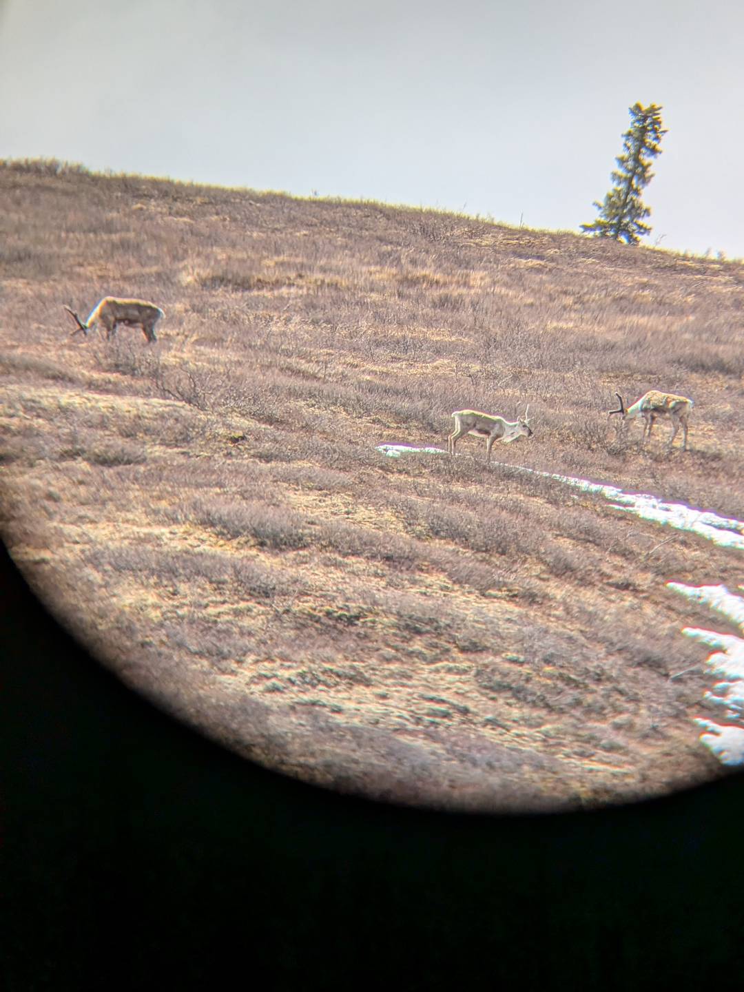 Caribou in Denali National Park