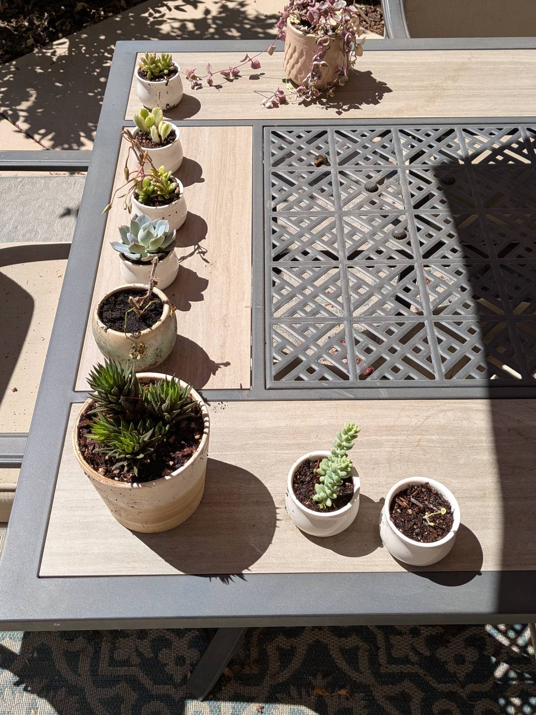 A collection of succulents in 2" and 4" pots on an outdoor table.