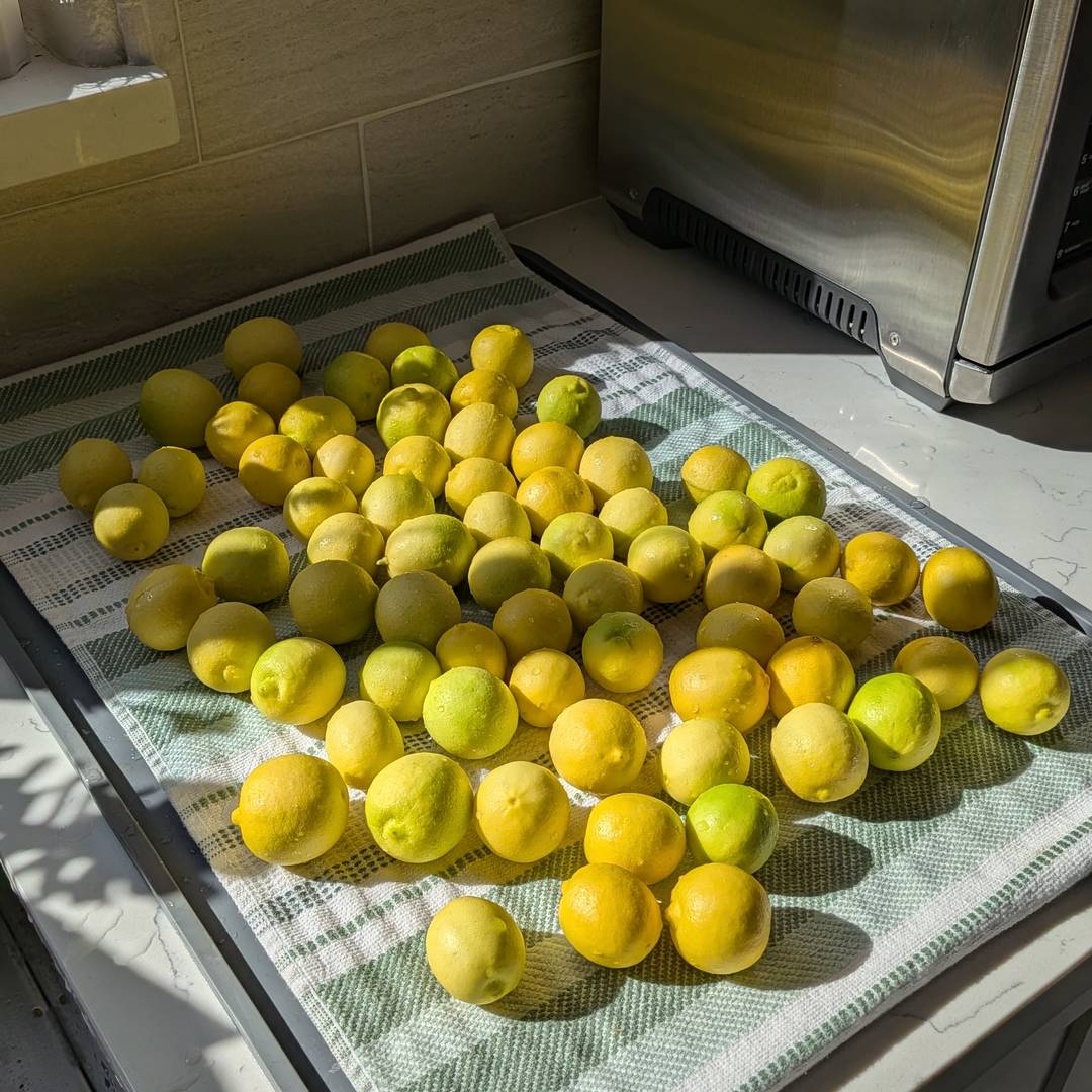 Yellow key limes on a towel
