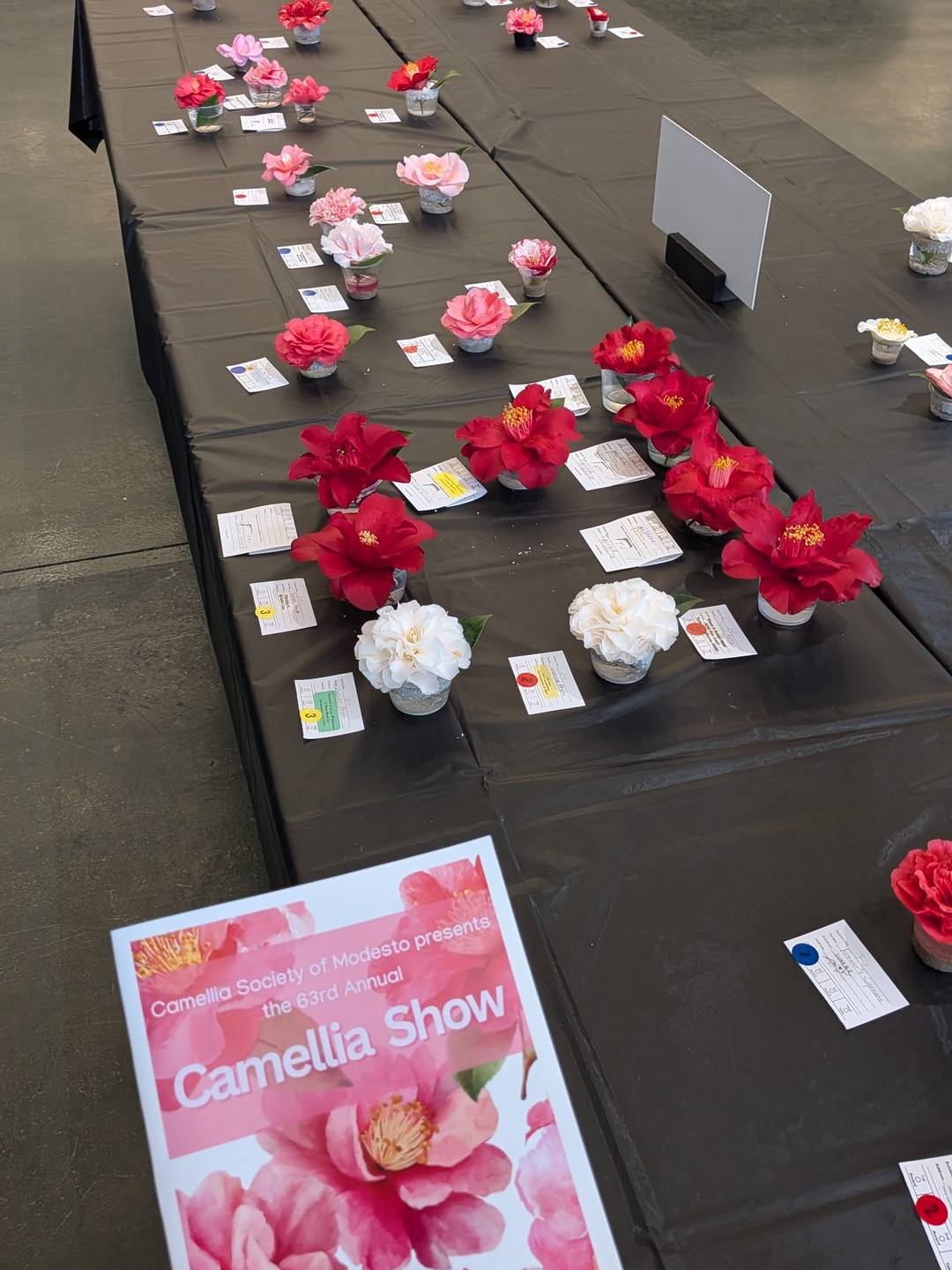 Camellia blooms on a black table