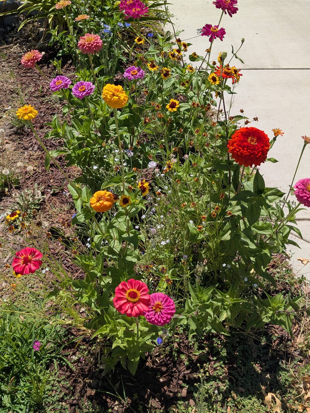 A patch of zinnias and wildflowers