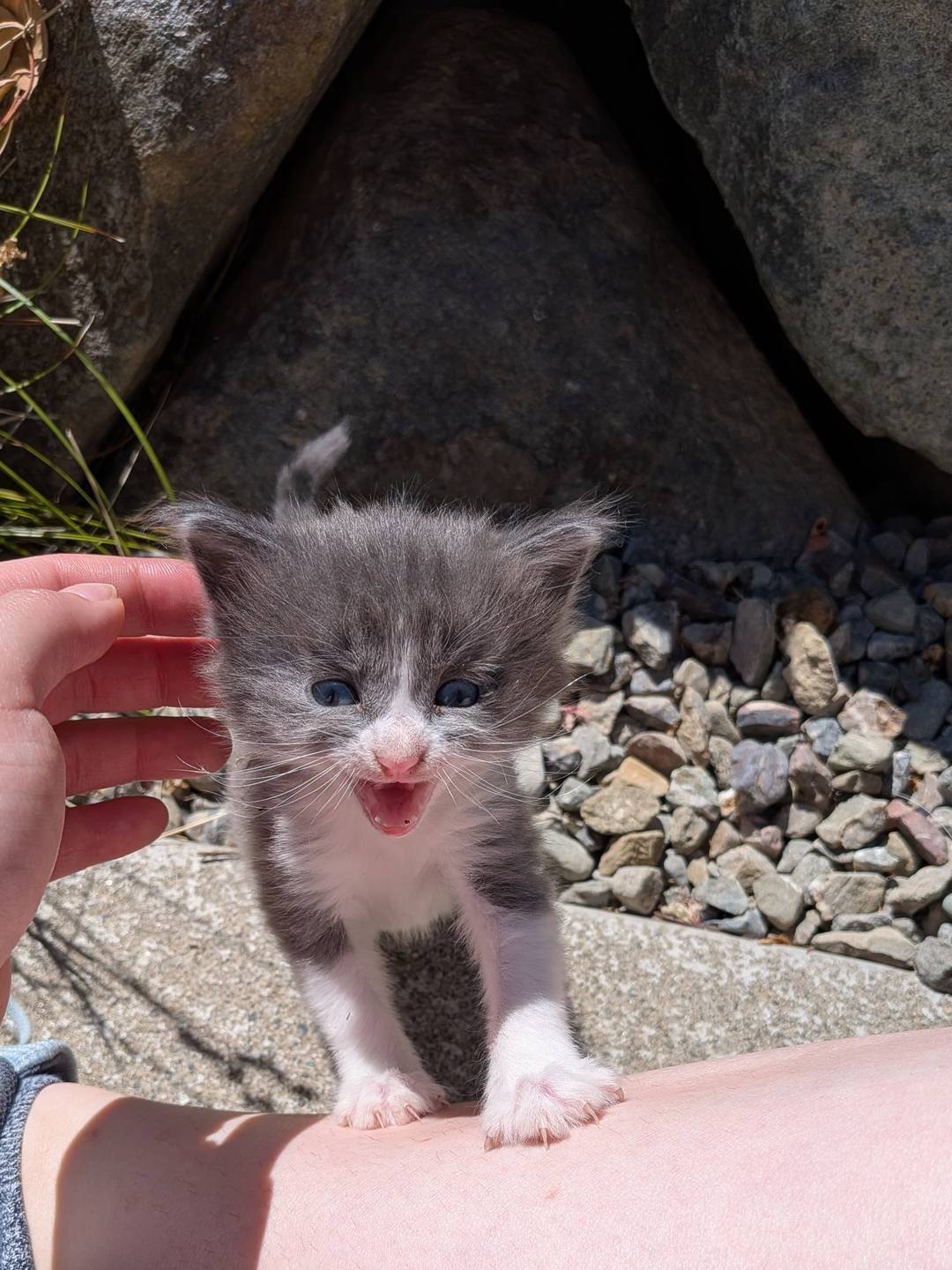 A tiny gray and white kitten climbing on Alyssa's leg