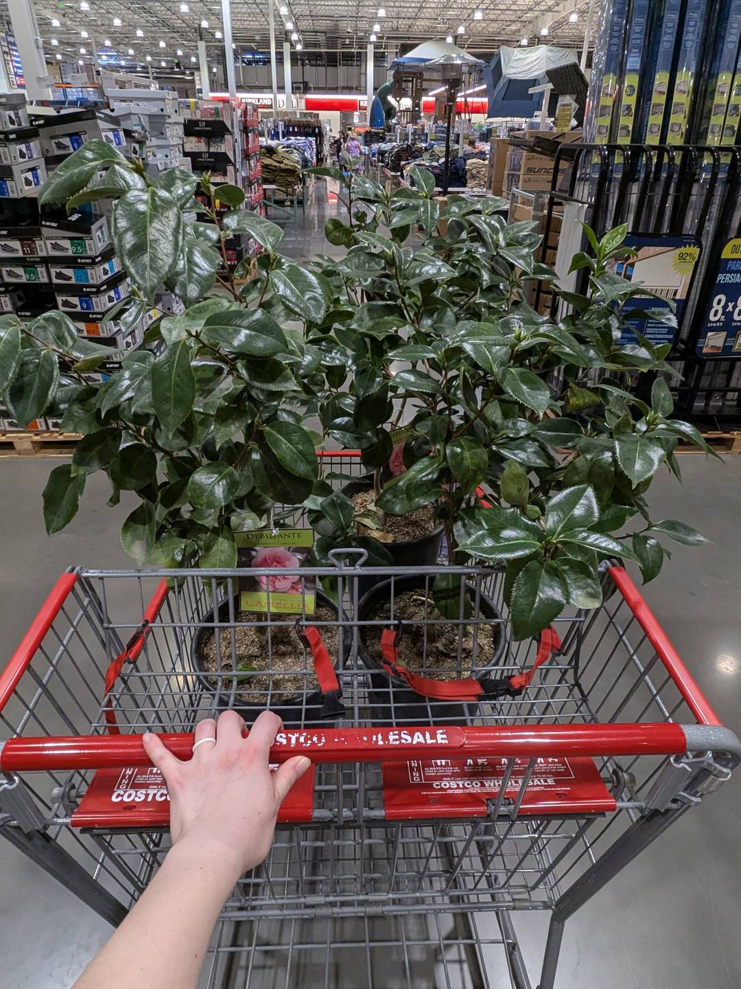 Three camellia bushes in a Costco shopping cart