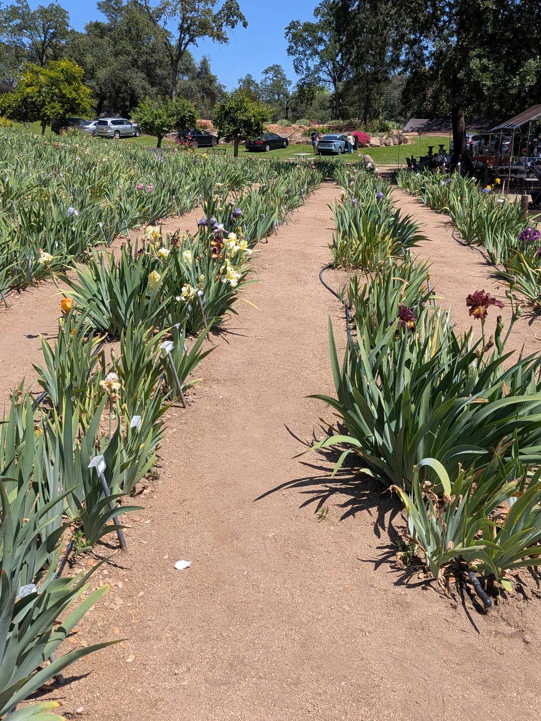 Rows of iris flowers