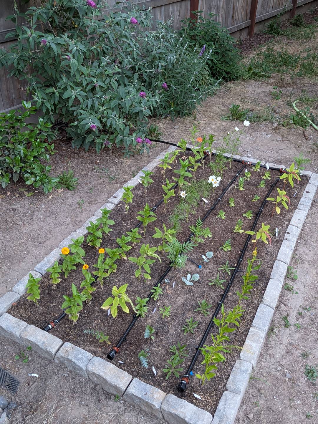 A short garden bed with flowers growing