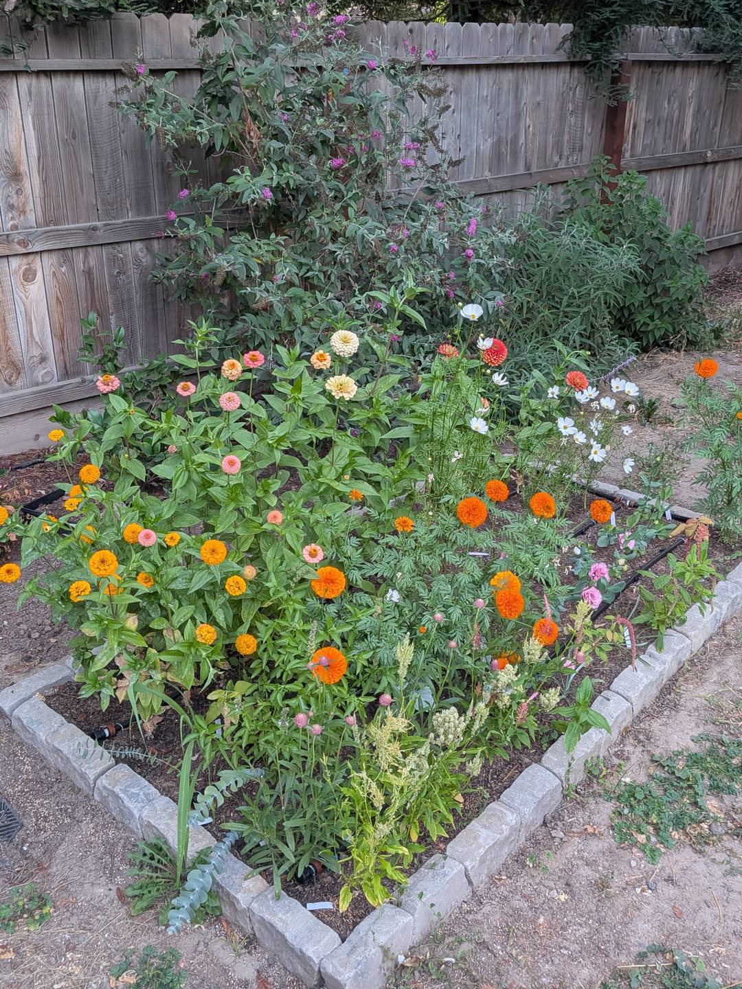 A cut flower garden with lots of blooms.