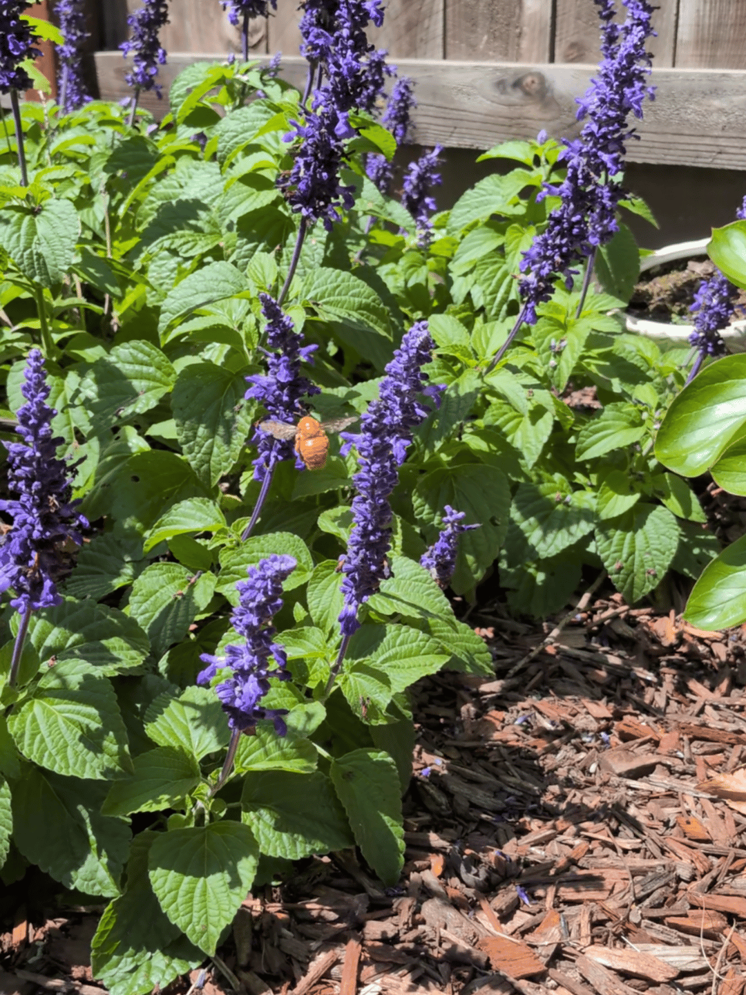 A golden carpenter bee on salvia