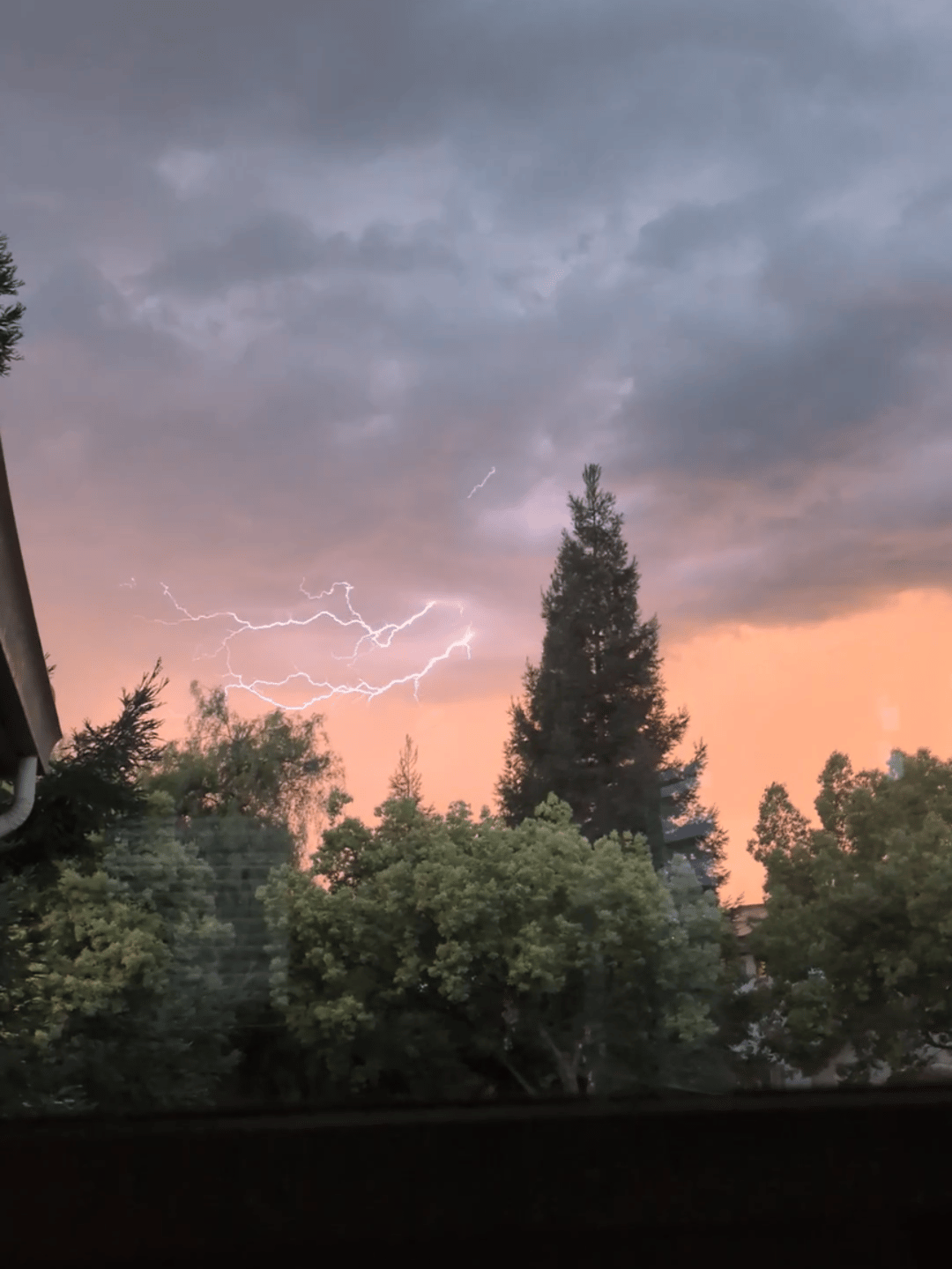 A lightning strike in the sky at sunset near a pine tree