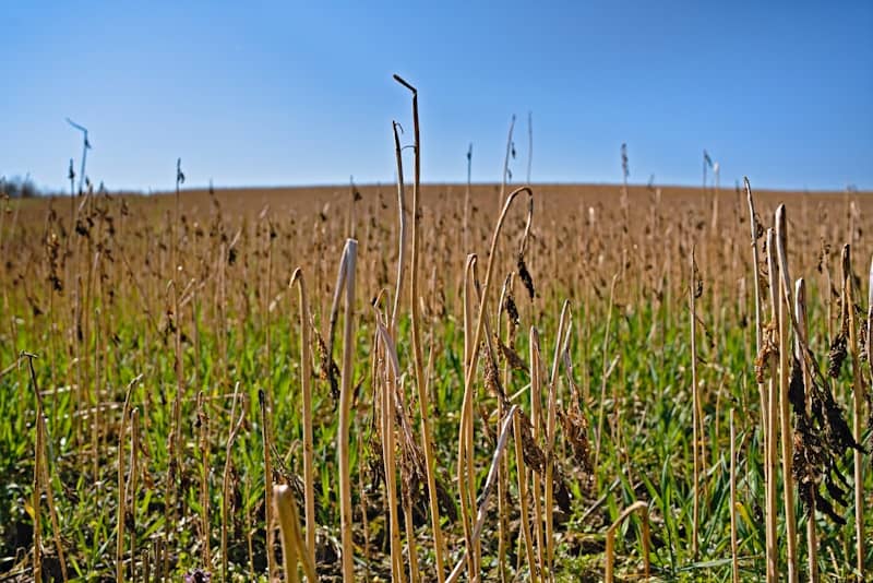 Stubble in a harvested field under a clear blue sky
