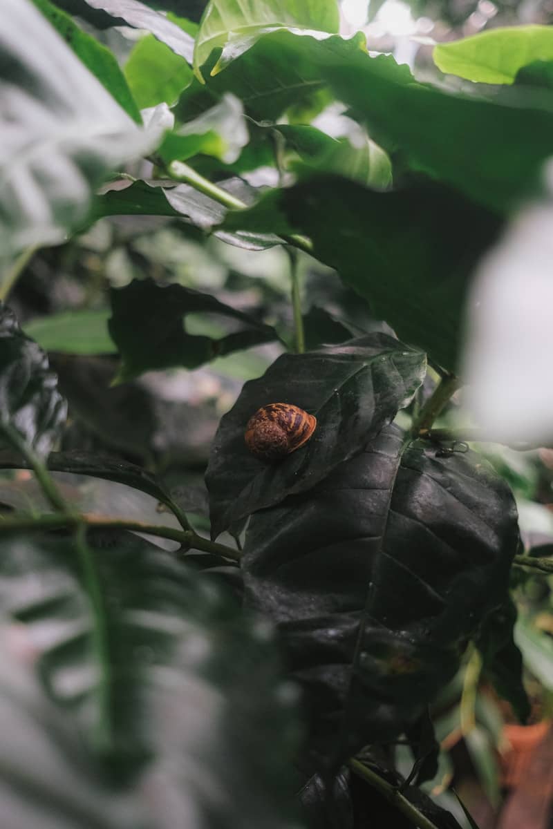 A brown snail rests on a large, dark green leaf.
