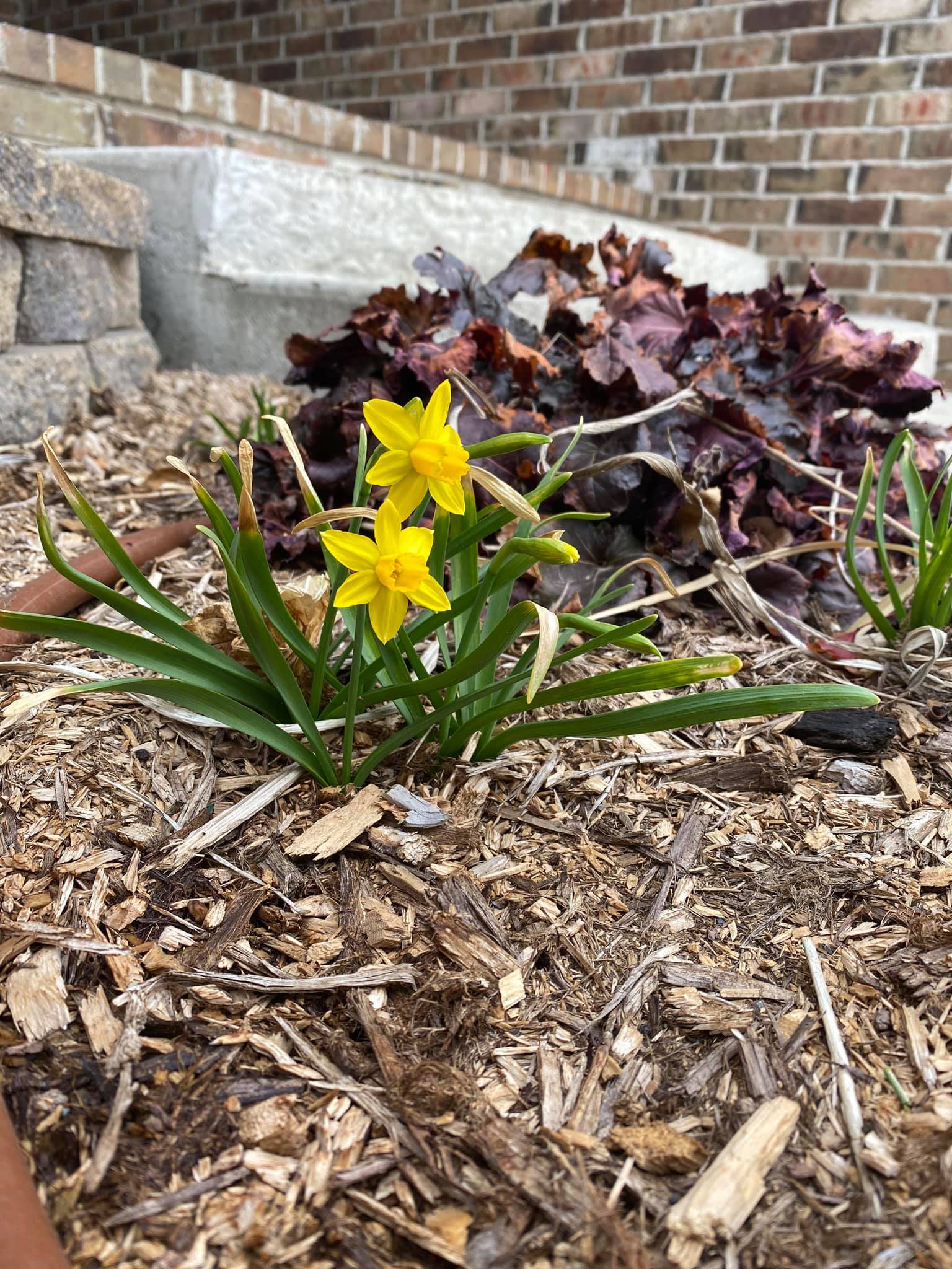 How to Clean Out Your Flower Beds in Spring Garden Challenged