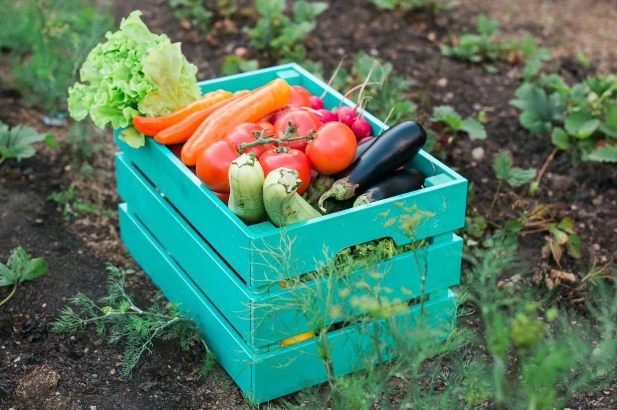 Teal wooden crate filled with seasonal produce..