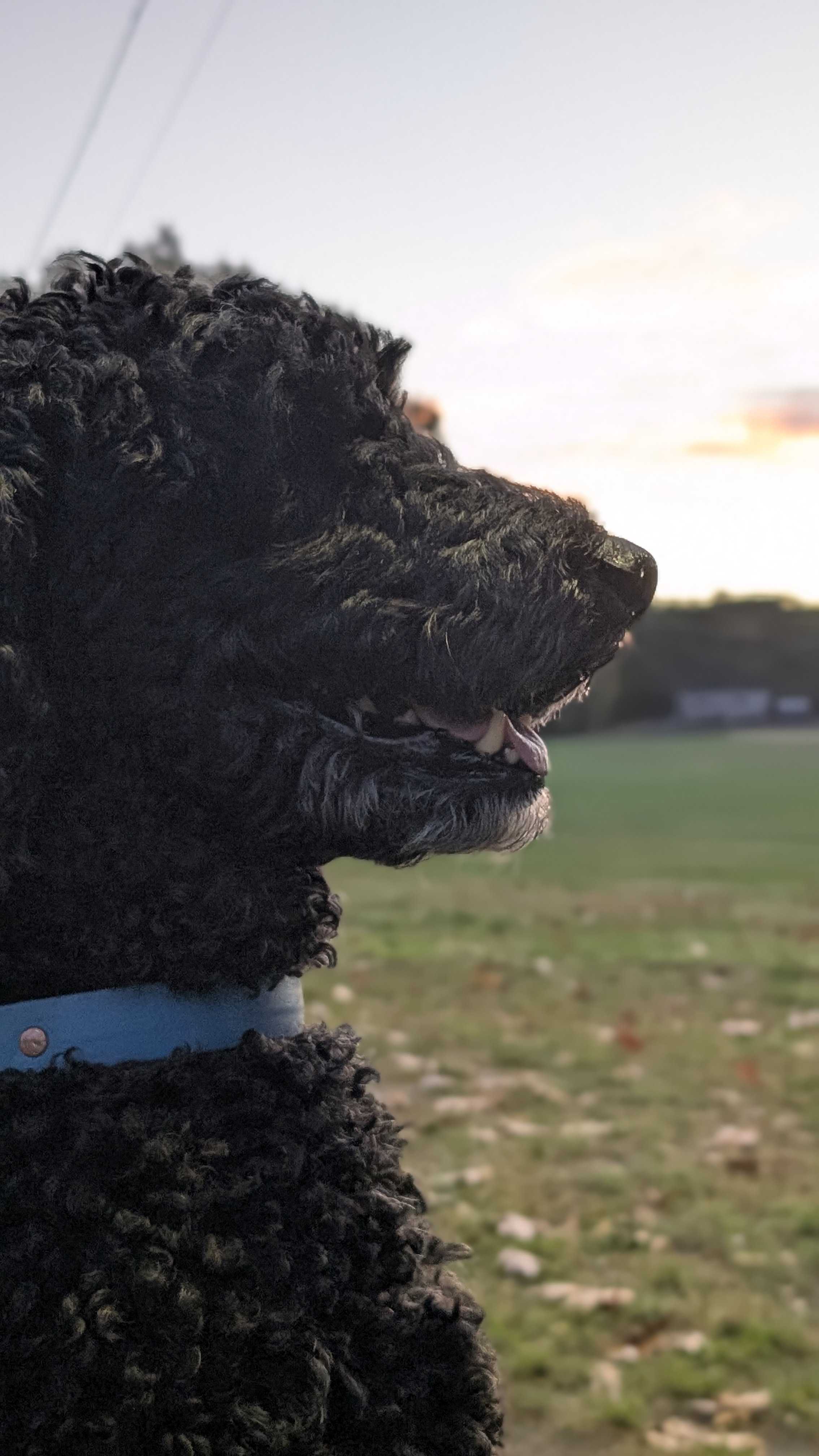 the most gosh darn cute poodle in the world