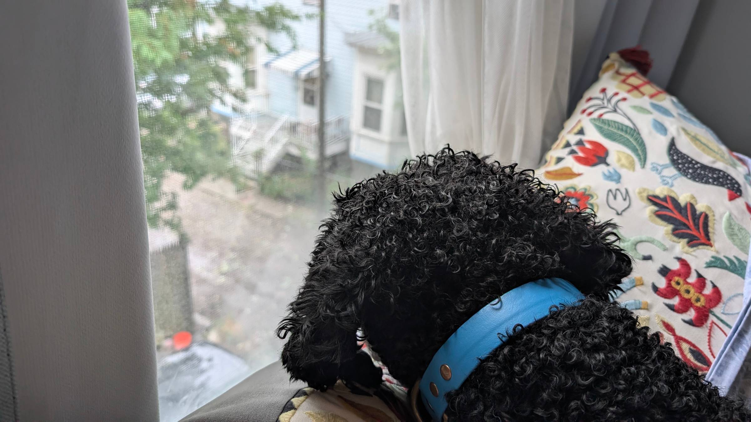 CRO Roman Noodles looking out the window, watching, waiting