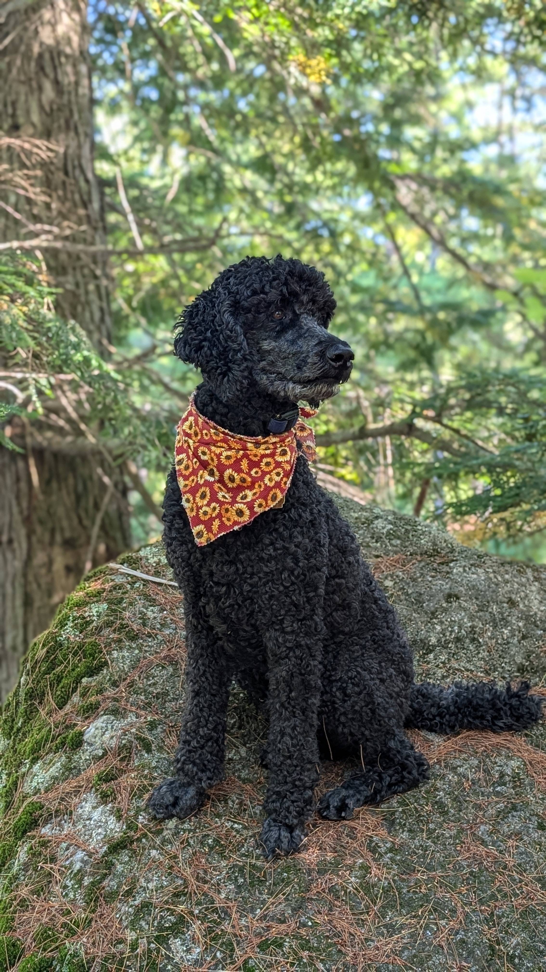 black poodle wearing a sunflower scarf, sitting on a rock, looking into the distance, wistfully