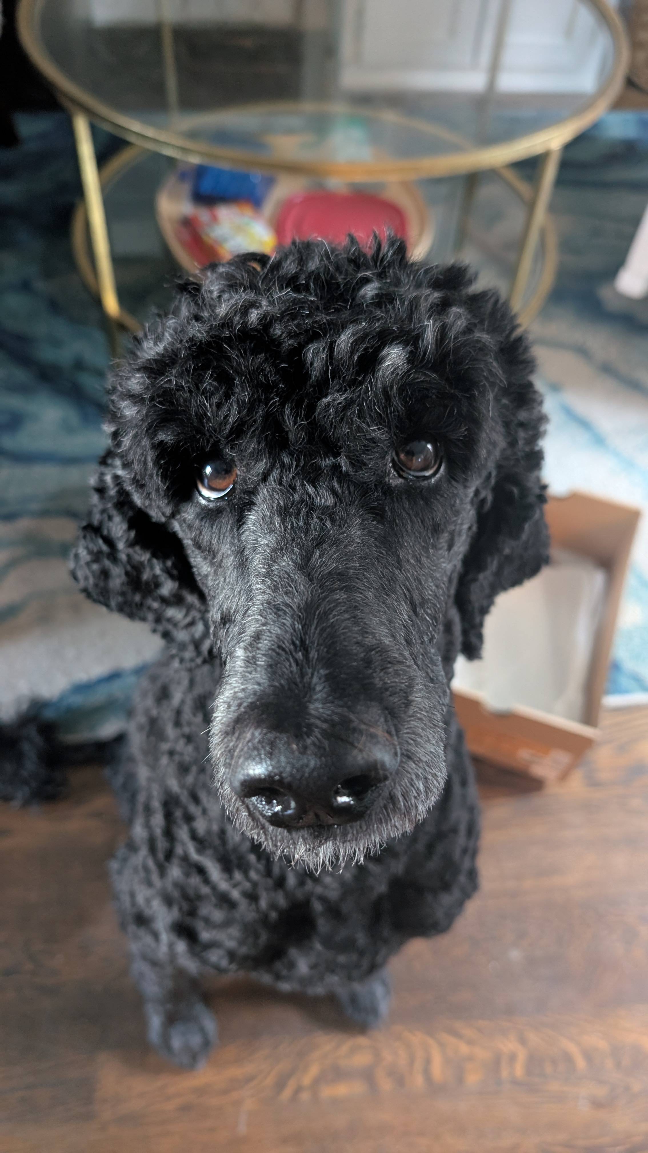 The cutest dog you'll ever see