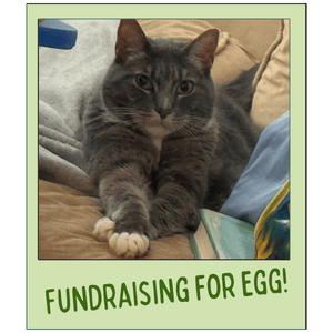 An image meant to look like a polaroid picture of Egg, Sabrina's cat. The text reads FUNDRAISING FOR EGG!
