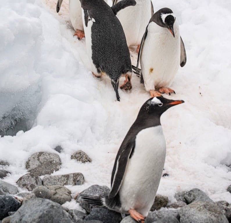 a group of penguins standing on top of a pile of snow