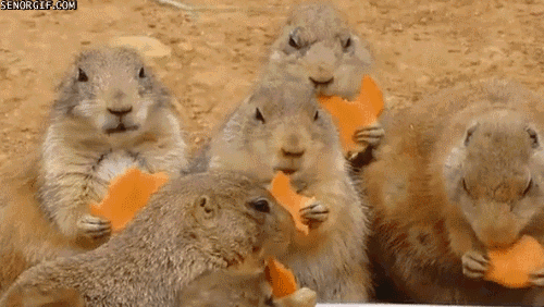 Animated image of a group of five prairie dogs all eating something flat and orange. Perhaps it is cheese or some sort of cracker. 