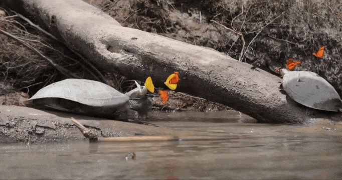 Animated image of two turtles on an Amazonian riverbank. Several yellow and orange butterflies are hovering around the turtles’ heads, occasionally making contact to drink from the turtles’ tears. 