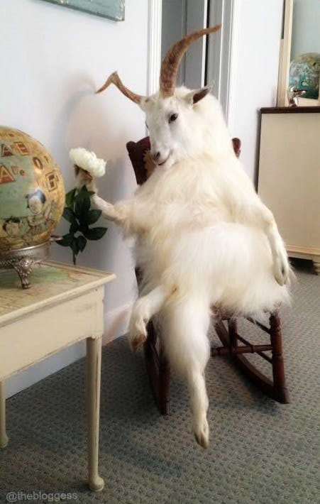 Photo of a taxidermied goat sitting cross-legged on a rocking chair and holding a white flower.