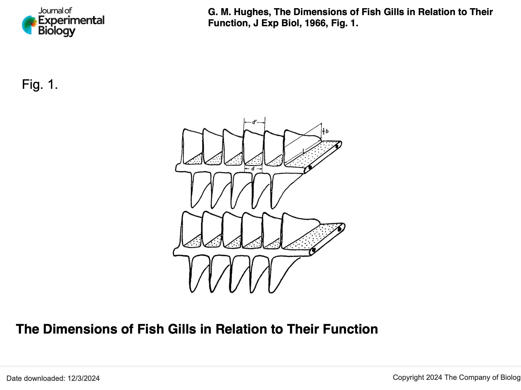 Black and white diagram showing the structure of fish gills. The text reads from the upper left: Journal of Experimental Biology. G M Highes, The Dimensions of Fish Gills in Relation to Their Function, J Exp Biol, 1966, Fig. 1. The title is repeated below the diagram.
