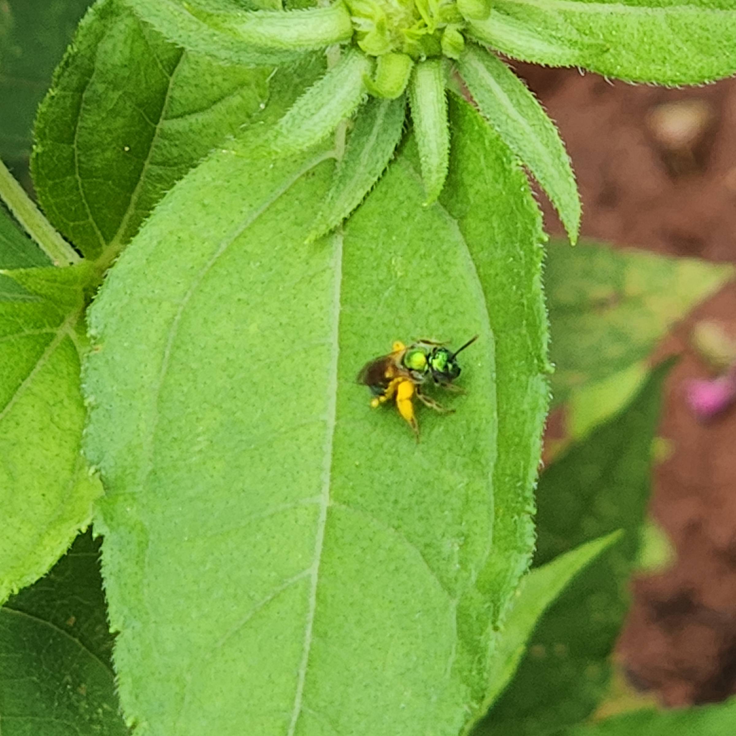Photo of a sweat bee sitting on a large green leaf. The bee is iridescent green, and its legs are covered in yellow pollen.
