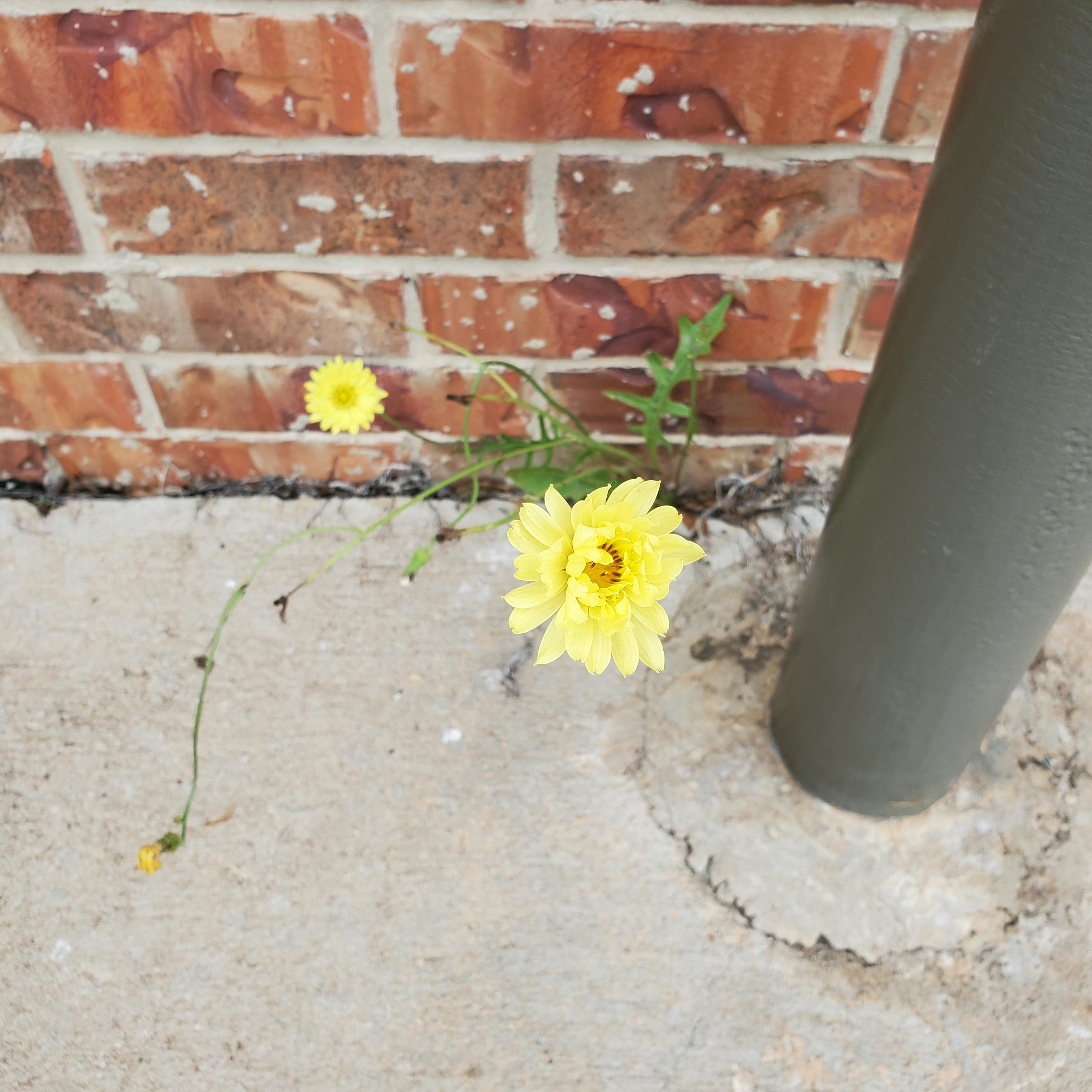 Photo of a green plant with yellow flowers growing out of a crack between concrete pavement and a brick wall.