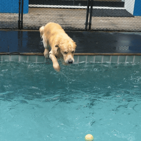 Animated image of a yellow dog jumping into a pool to retrieve a ball. The text above reads MAKING A SPLASH