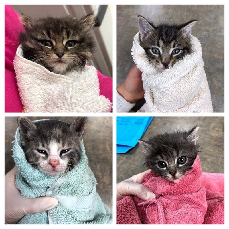 4 photos of kittens wrapped up in towels.