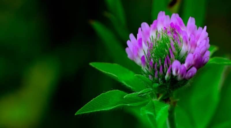 A single purple clover flower blooms among green leaves.