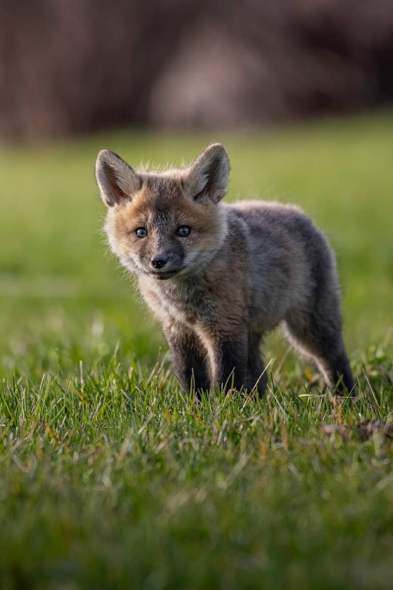 Red Fox kit 

Please tag @hyneseyes on Instagram for credit, thank you :)