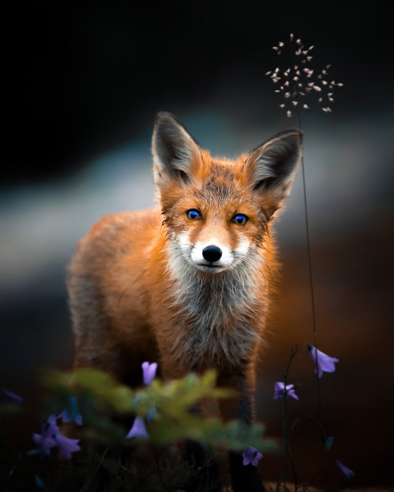 brown fox on purple flower field