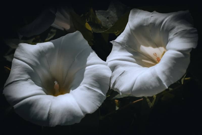 Two beautiful white flowers bloom in sunlight.