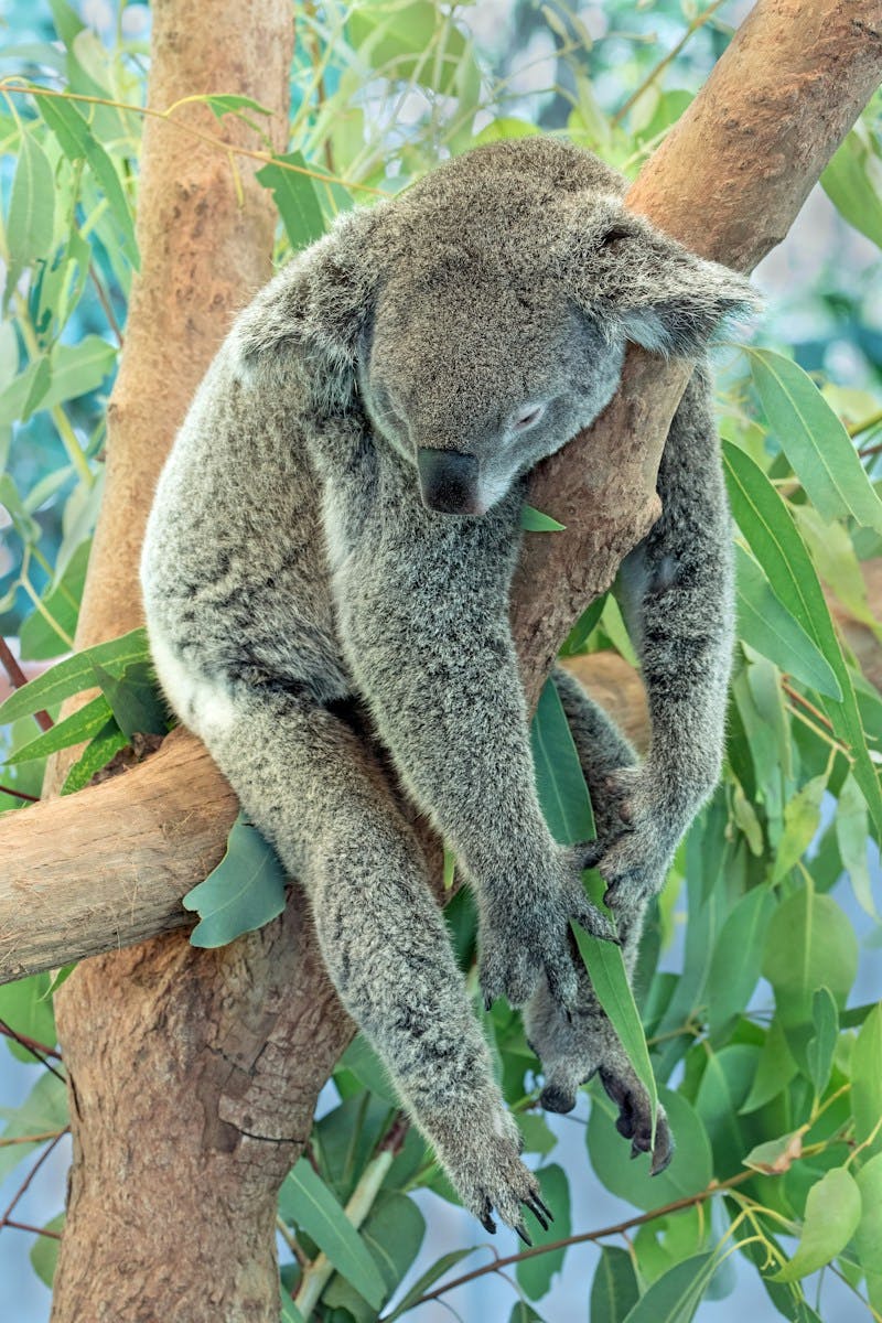 A passed out Koala