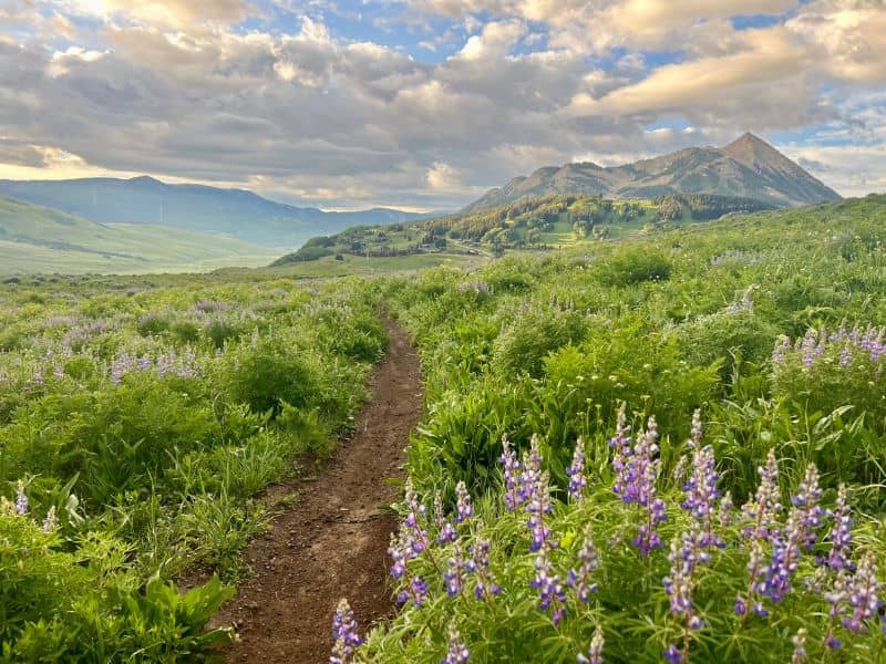 crested butte wildflowers guide