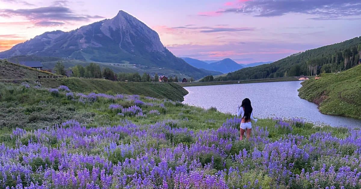 wildflowers in crested butte colorado