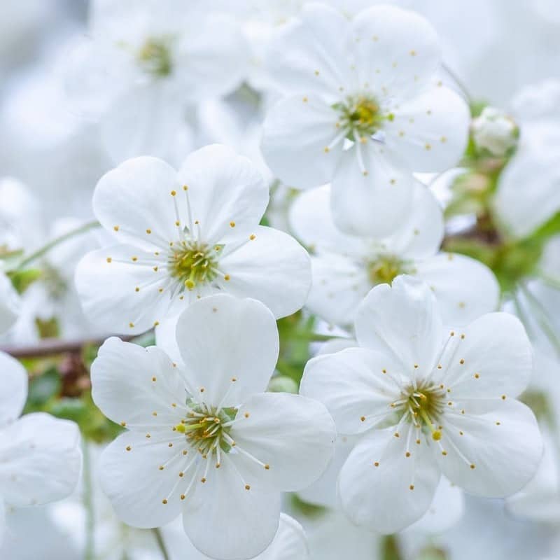 blooming white cherry blossoms